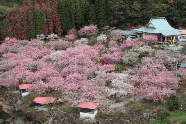 桜
