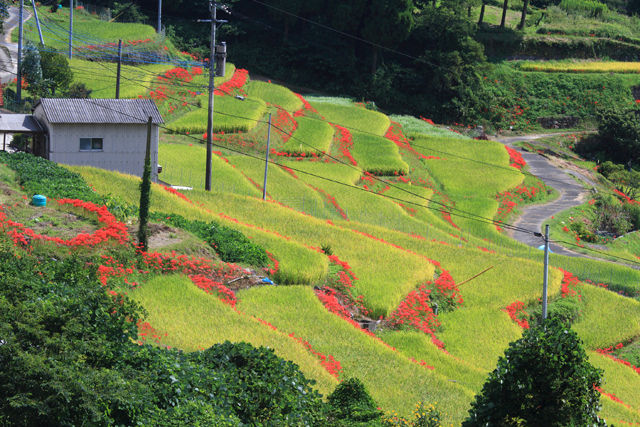 江里山の棚田