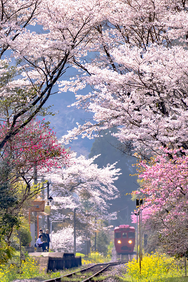 九大本線と桜