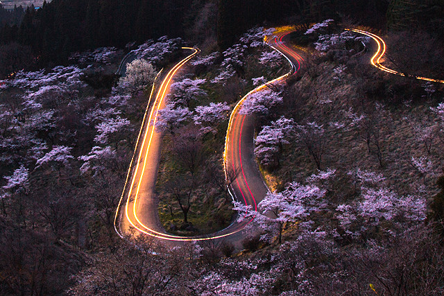 桜