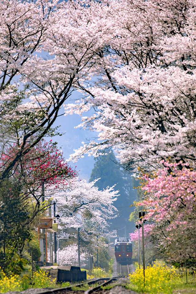 九大本線と桜