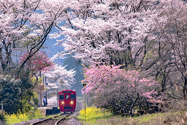 九大本線と桜