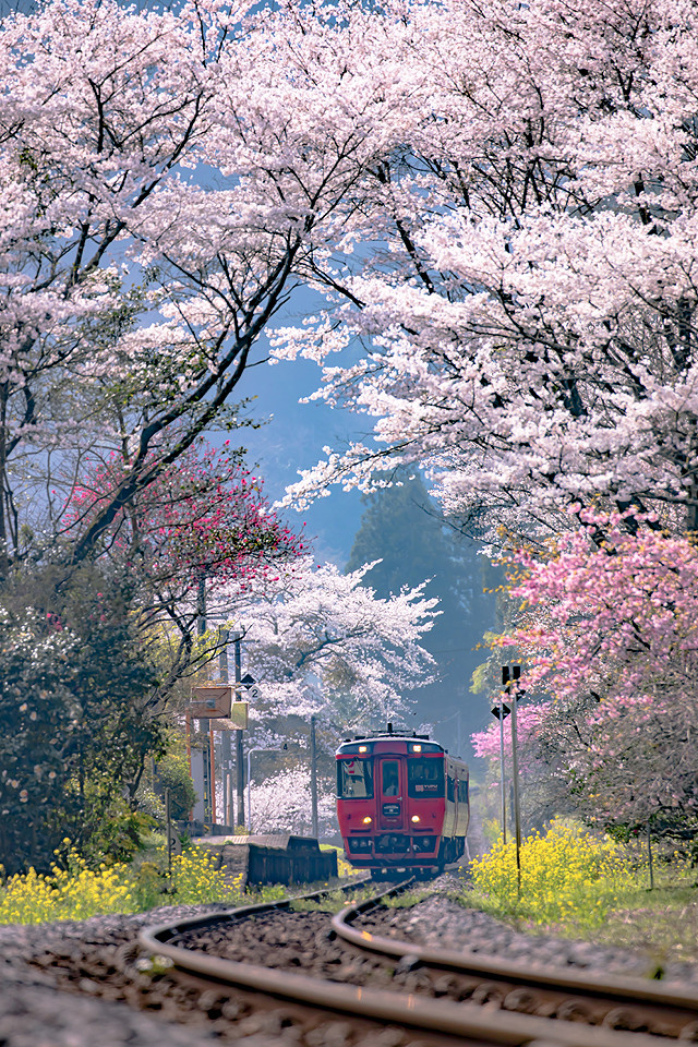 九大本線と桜