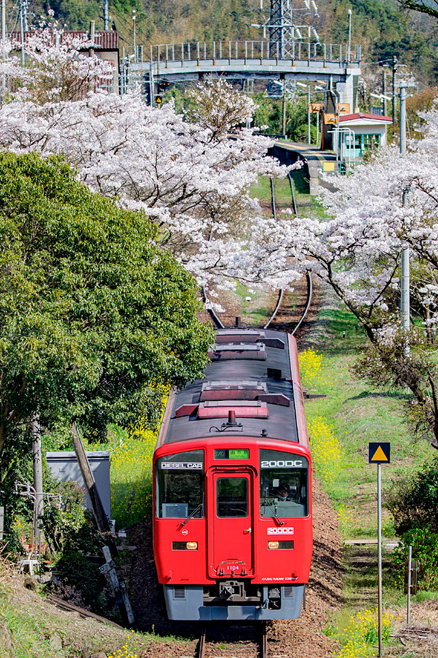 九大本線と桜