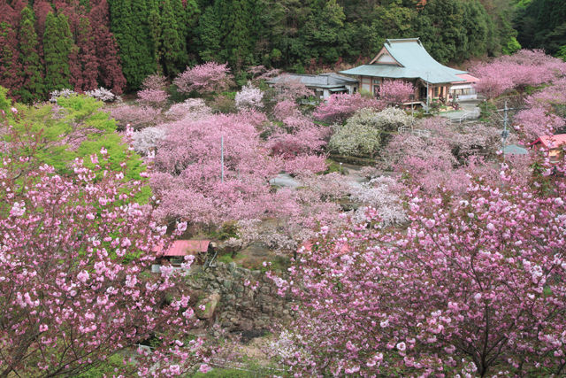桜