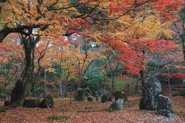 紅葉