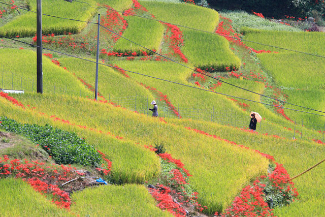 江里山の棚田