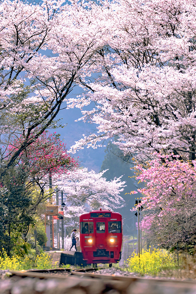 九大本線と桜