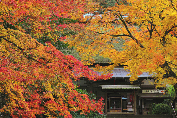 紅葉