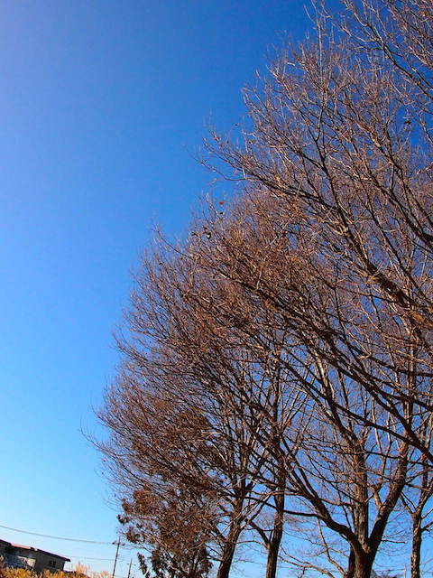 イメージ 12