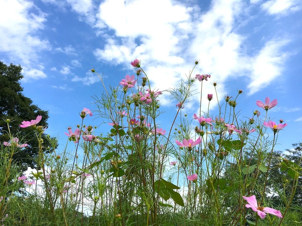 イメージ 14