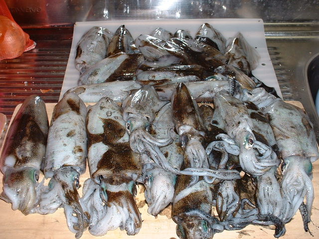 秋のアオリイカ釣り やまちゃんのお気楽ボート釣り