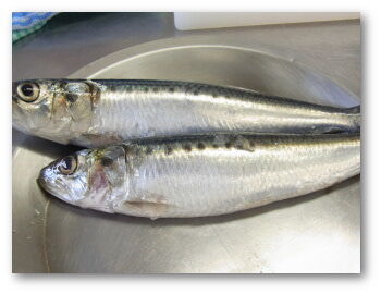 鰯のなめろう 山調ブログ 鰯のなめろう 山調ブログ