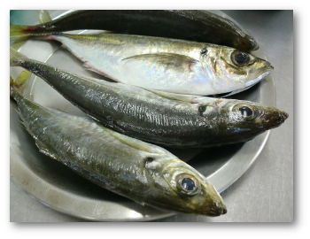 aji-05