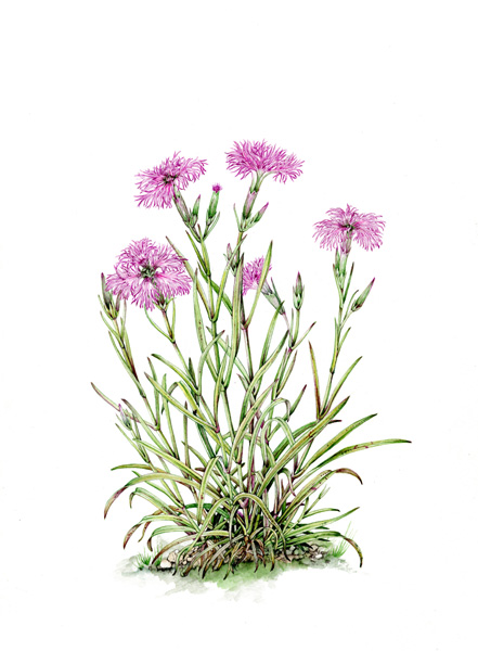 タカネナデシコ : 山田恭子のボタニカルアート（公式HOME）