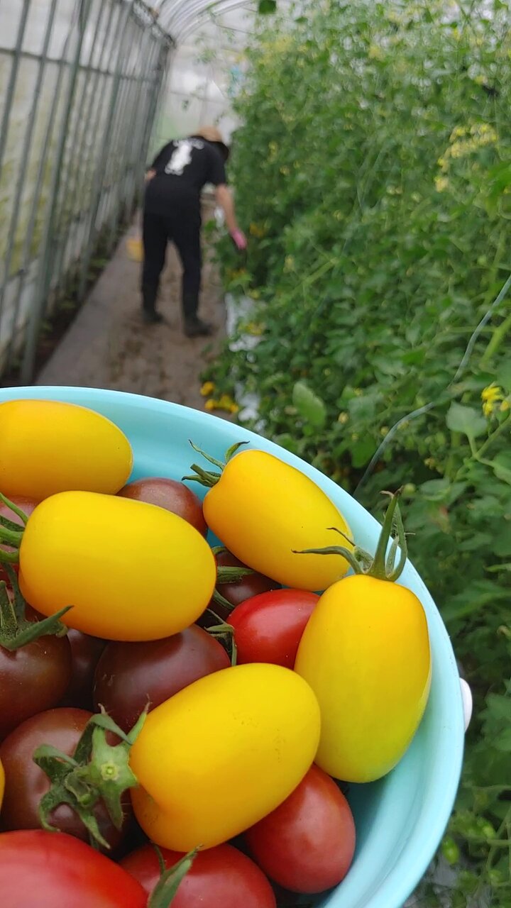 5色のミニトマト狩り行ってきました 山田町に来るとこんなことできます