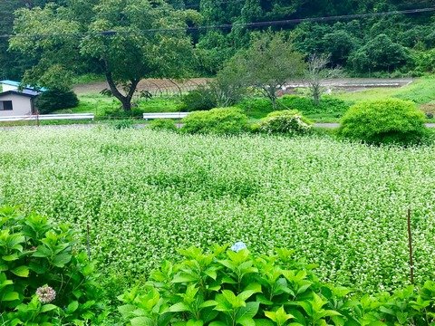 白石集落ごっとん会 8 25 日 はジャガイモの収穫とダイコンの種まき そばの花見もできるかも 山田町に来るとこんなことできます 白石集落ごっとん会 8 25 日 はジャガイモの収穫とダイコンの種まき そばの花見もできるかも 山田町に来るとこんなことできます