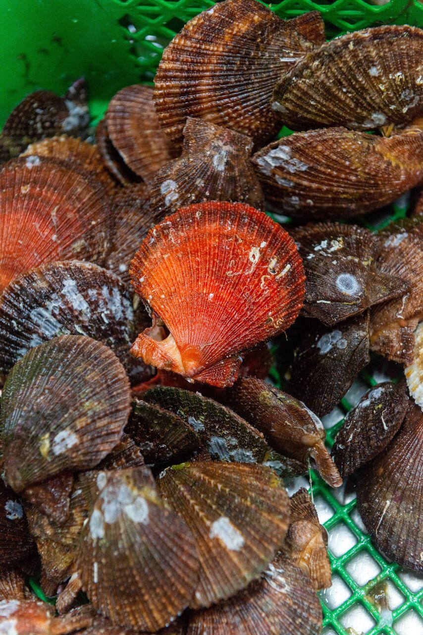 日帰りバス 浜焼き アカザラ貝 地魚 山田の食と人の魅力満載コース 盛岡発着 山田町に来るとこんなことできます 日帰りバス 浜焼き アカザラ貝 地魚 山田の食と人の魅力満載コース 盛岡発着 山田町に来るとこんなことできます