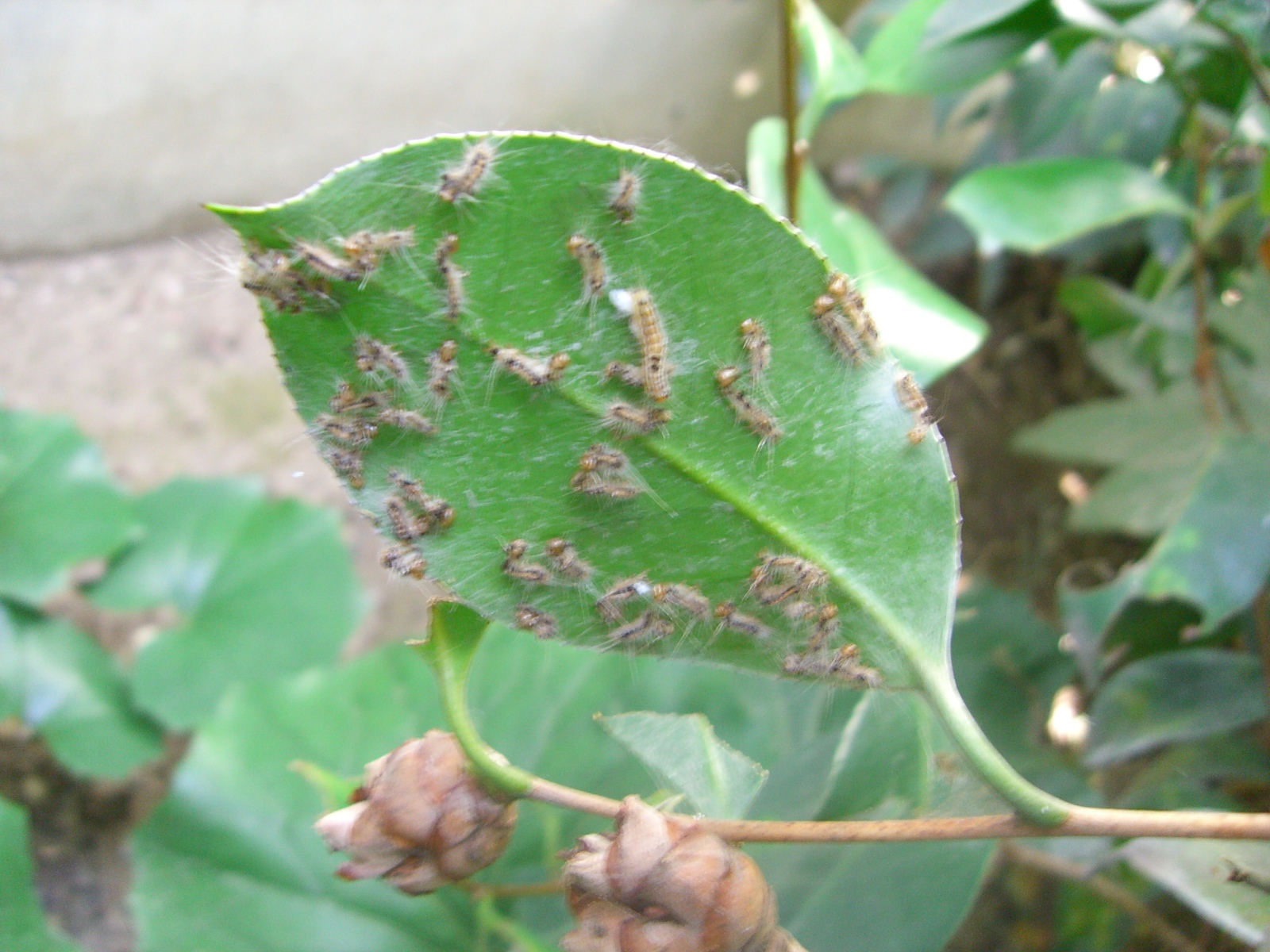 害虫のこと にわとしの庭師日記