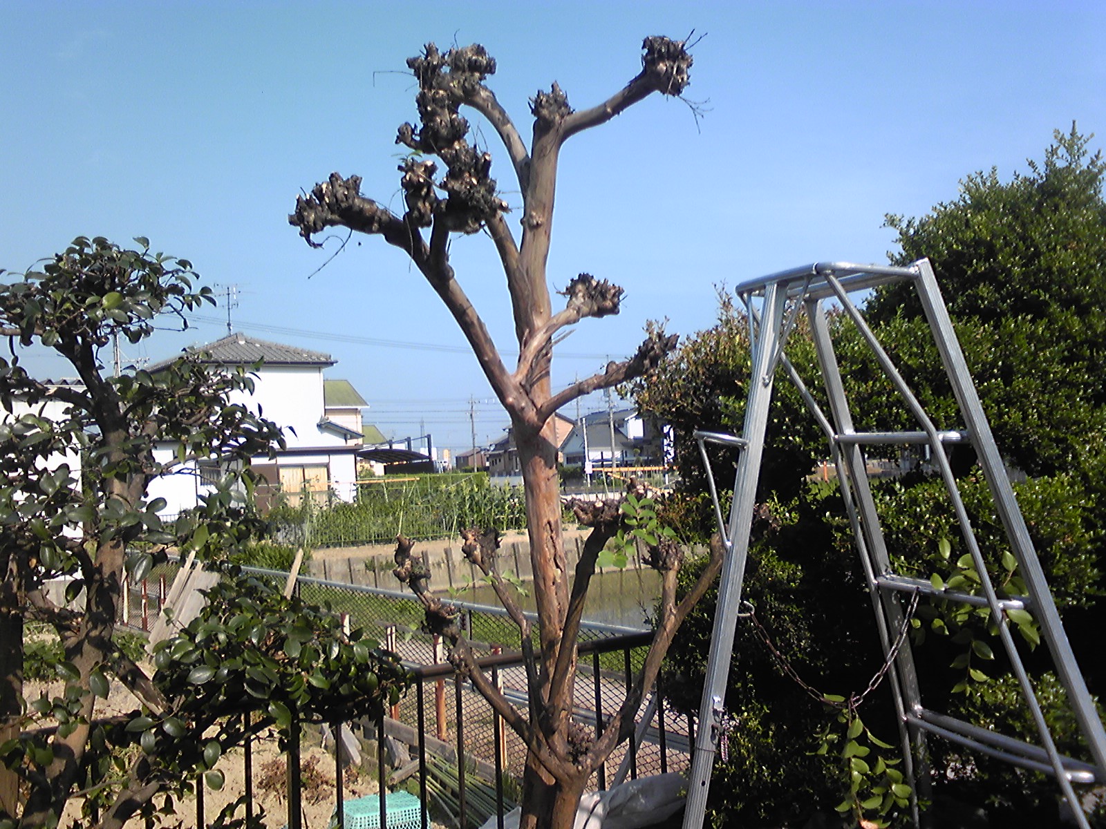 花が咲かない にわとしの庭師日記