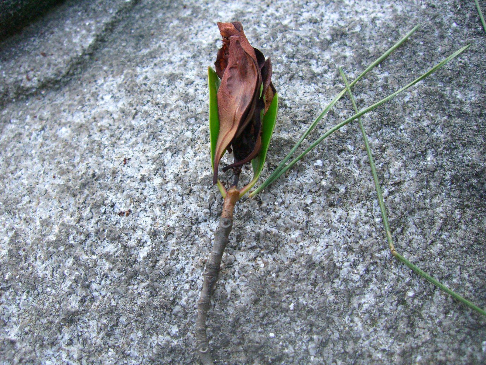 もっこく葉巻虫駆除 | モッコクの葉を巻く薬剤 – ASEKJ