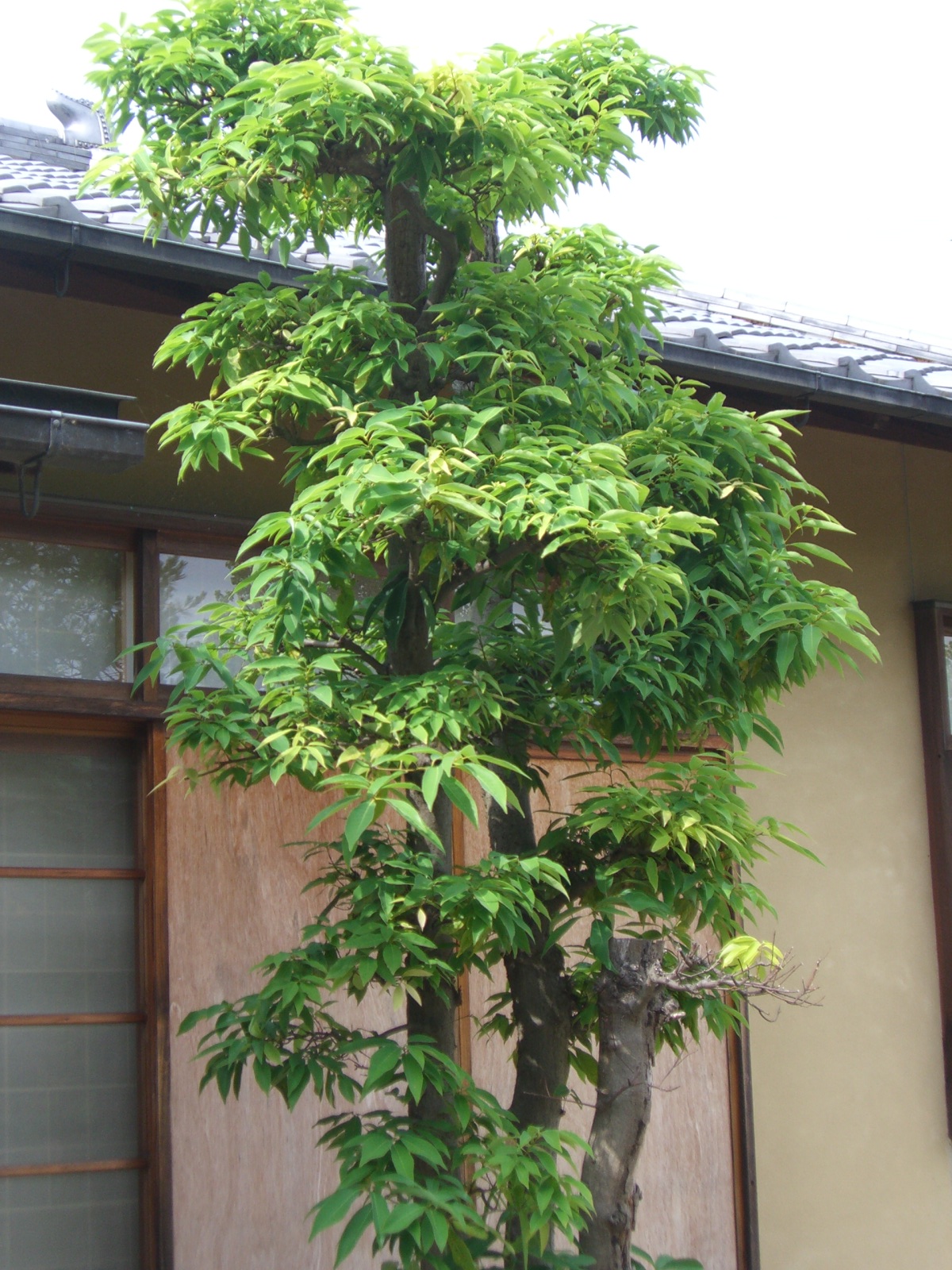 人気の植木 Vol 2 にわとしの庭師日記