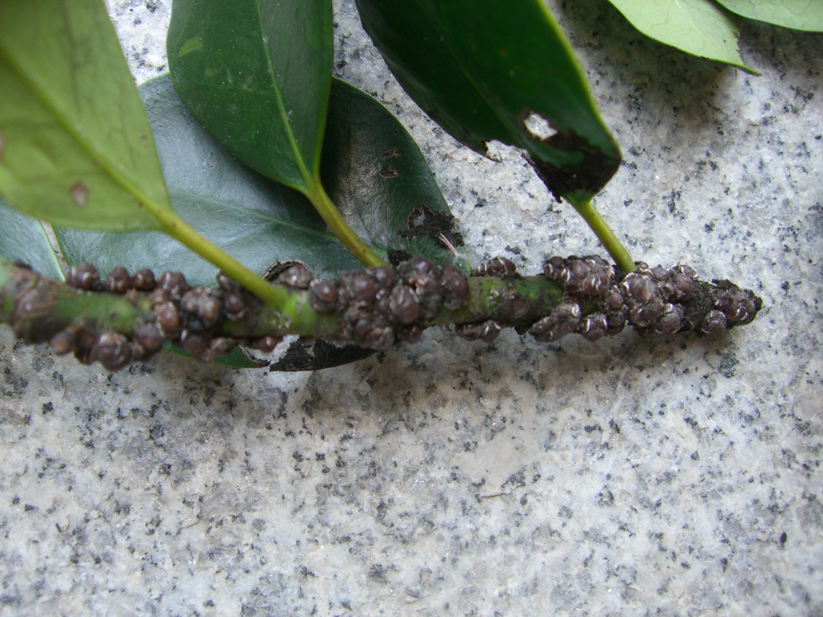 07年06月 にわとしの庭師日記