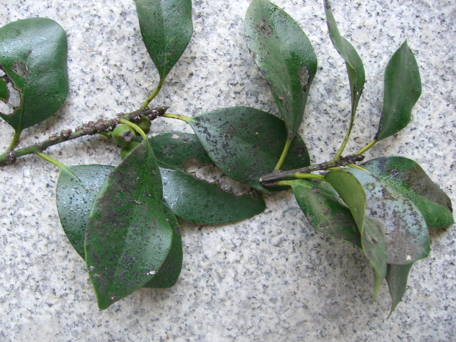 07年06月 にわとしの庭師日記