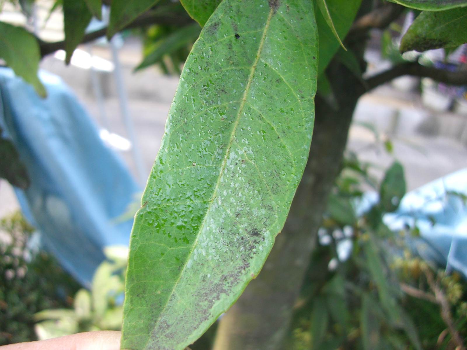 退治するには にわとしの庭師日記