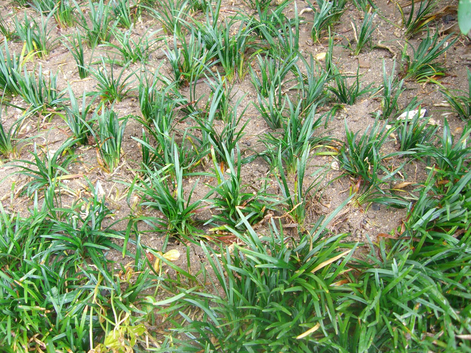タマリュウの植え方 にわとしの庭師日記