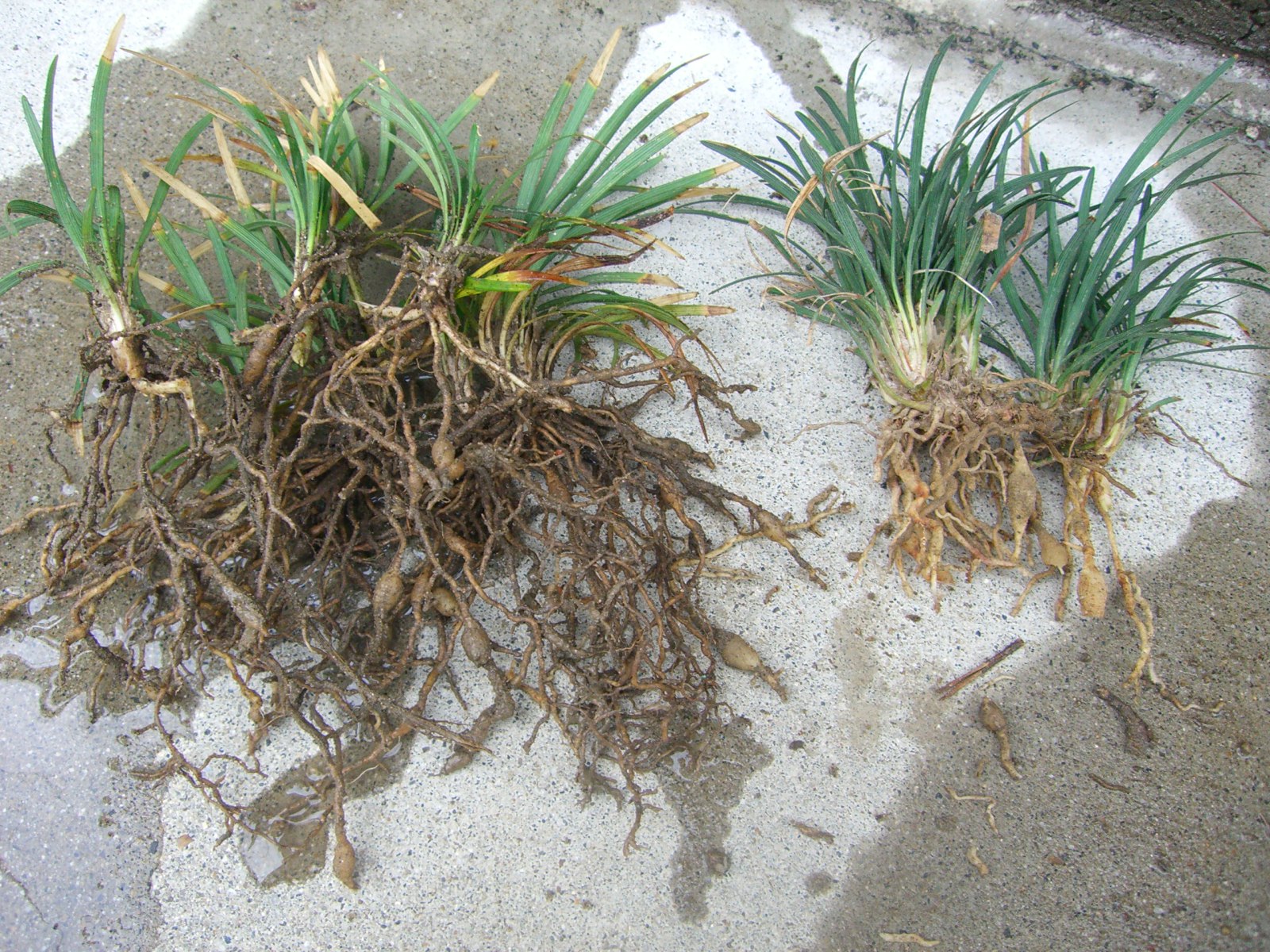 タマリュウの植え方 にわとしの庭師日記