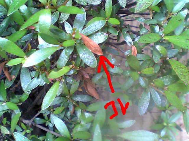 続 害虫速報 にわとしの庭師日記