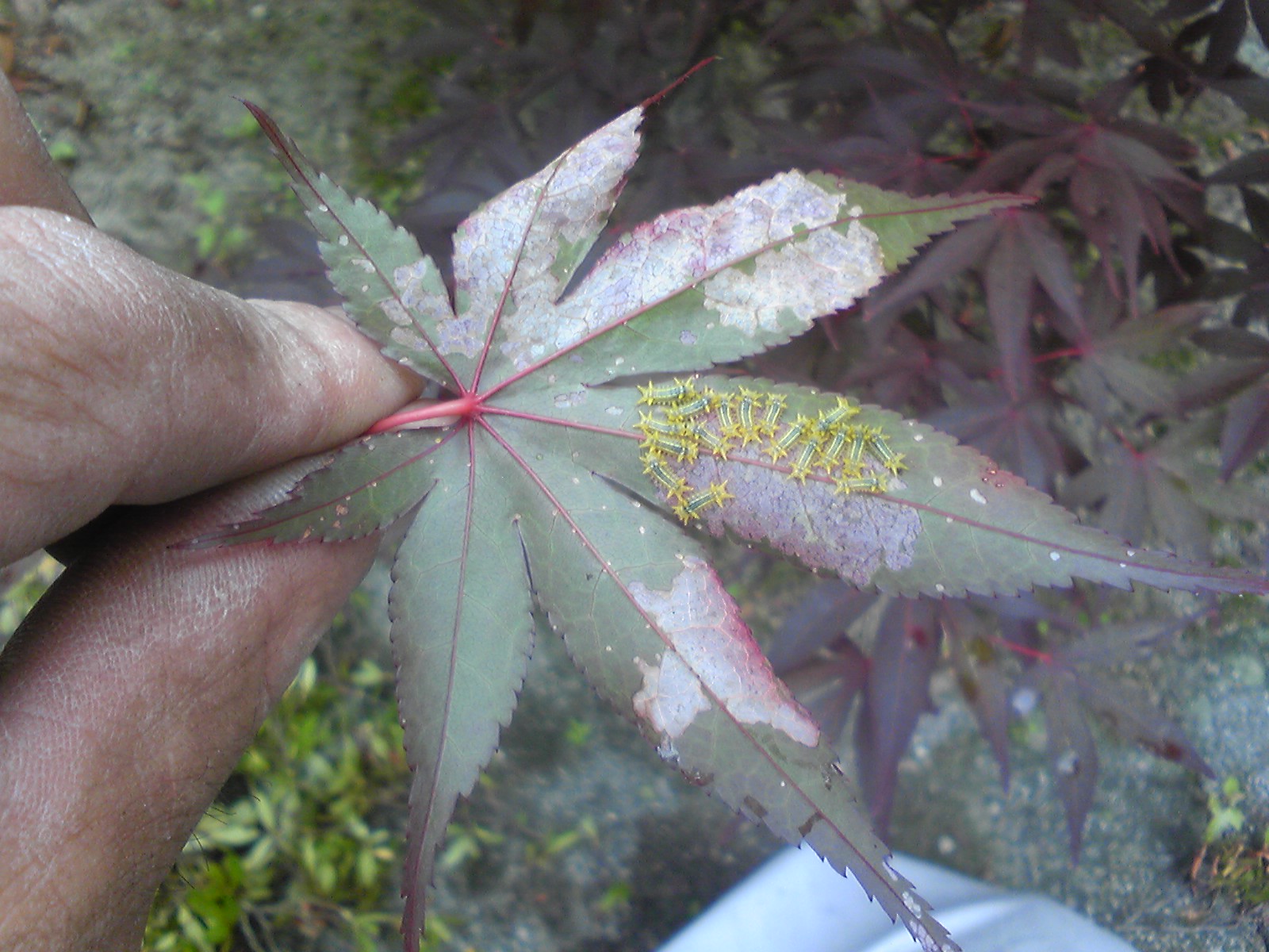 害虫速報 にわとしの庭師日記