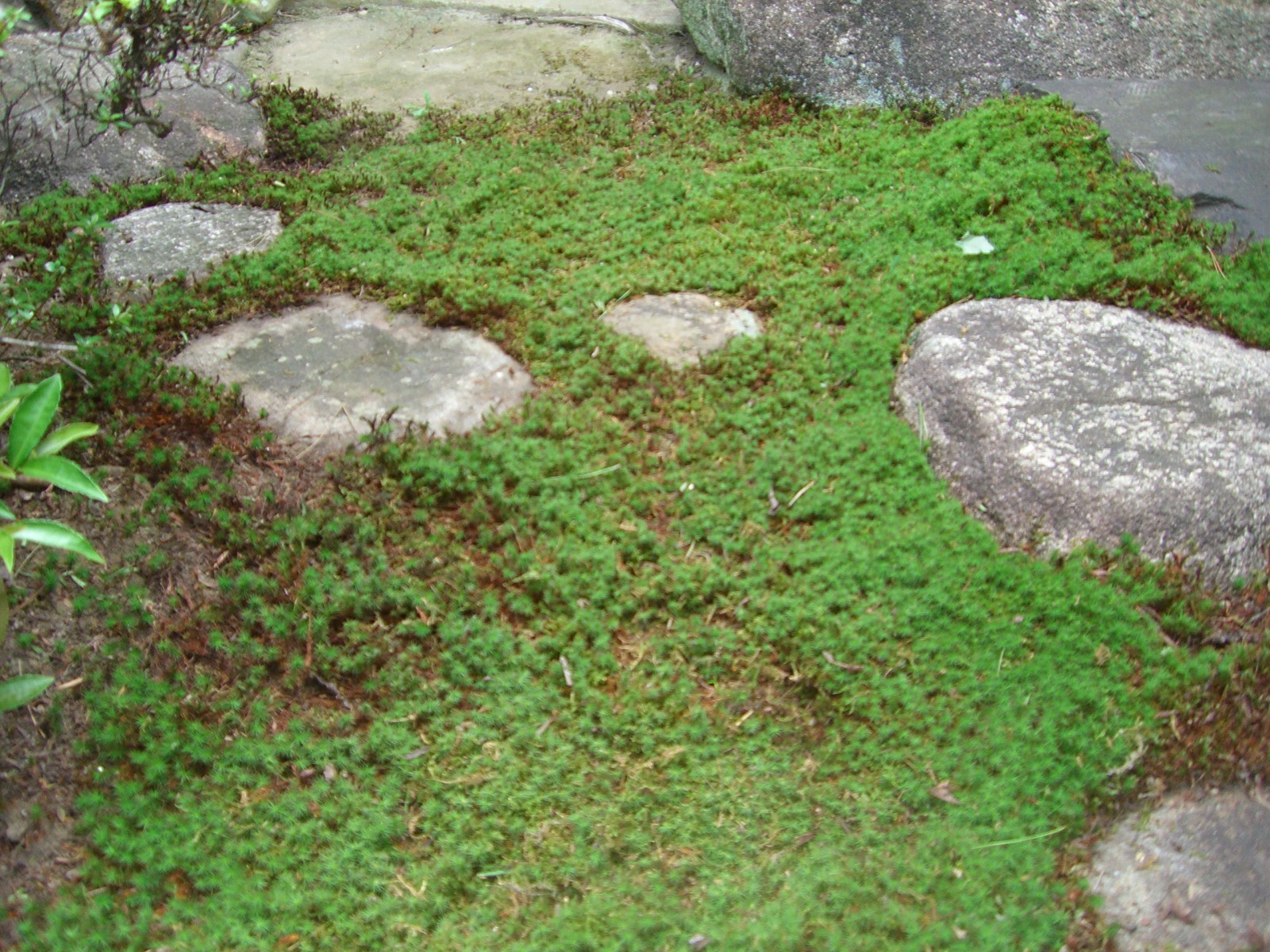 苔 にわとしの庭師日記