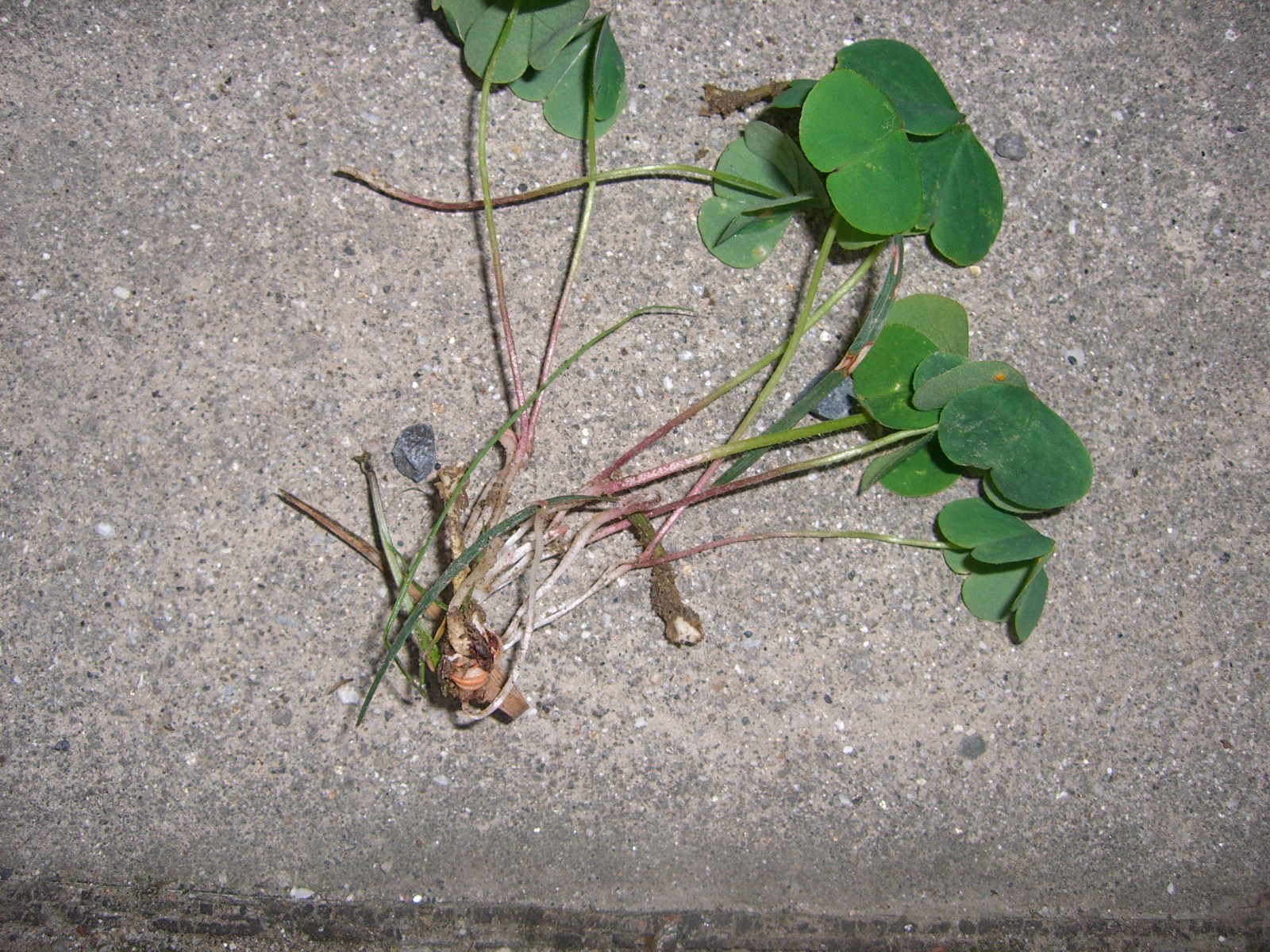 庭のこと にわとしの庭師日記