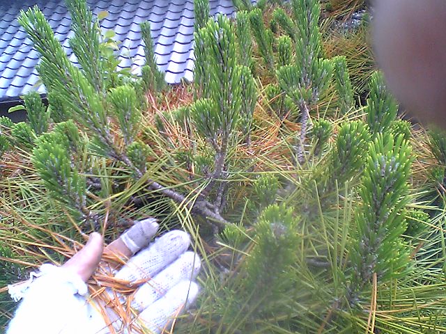 病気 にわとしの庭師日記