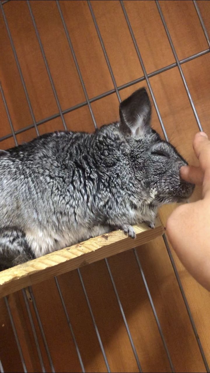 小動物 チンチラさんだいぶ人に慣れてきました デジタル漫画家見習い中 Powered By ライブドアブログ 小動物 チンチラさんだいぶ人に慣れてきました デジタル漫画家見習い中 Powered By ライブドアブログ