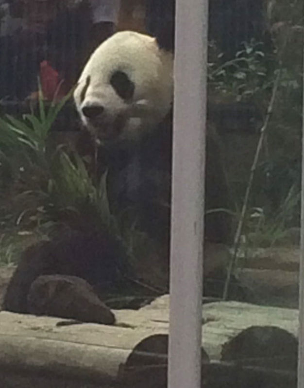 お盆休みパンダの思い出 デジタル漫画家見習い中 Powered By ライブドアブログ