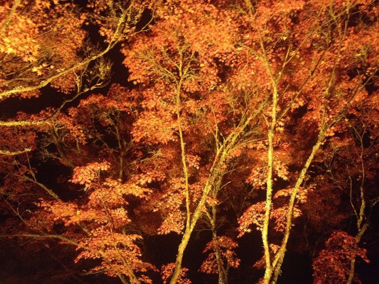 iphone¼Ì¿¿250927¥Ð¥Ã¥¯¥¢¥Ã¥× 107