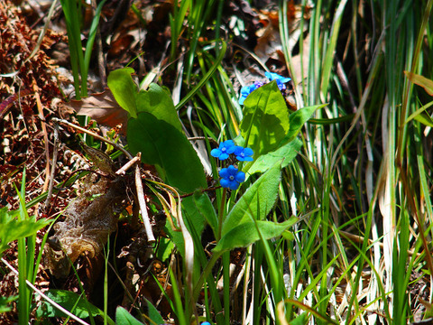 190414hatimoriyama-121