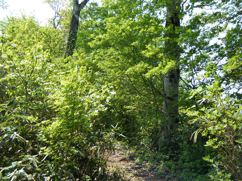 160520 oonagiyama-002