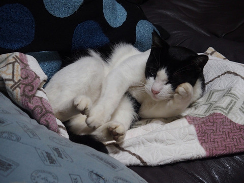 161126 kyogakura-010