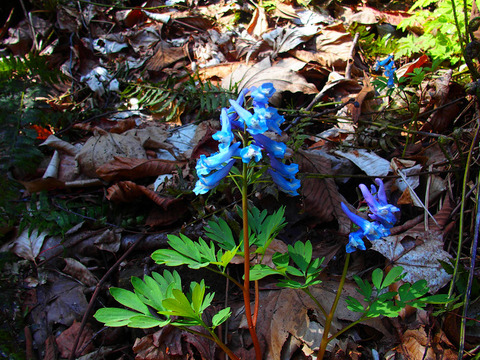 190414hatimoriyama-118