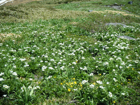 170624syougatake-005