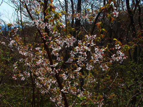 190414hatimoriyama-120
