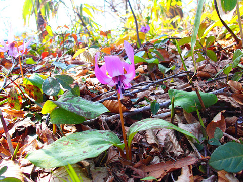 190414hatimoriyama-115