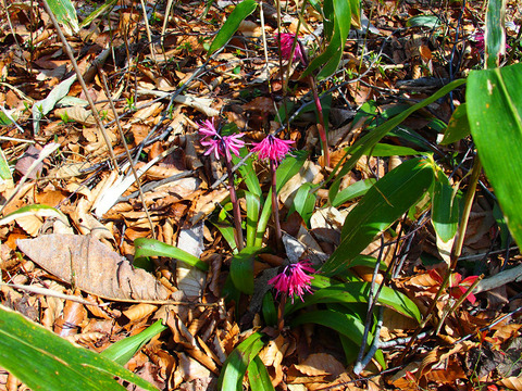 190414hatimoriyama-114