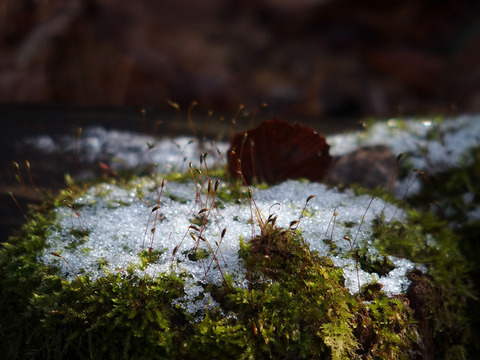 161126 kyogakura-006