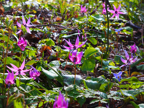 190414hatimoriyama-122