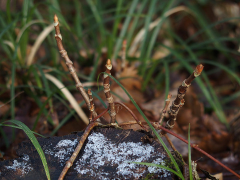 161126 kyogakura-004